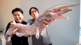 本来は研究所行きの一匹10万円する激レア魚【ミツクリザメ】をへんおじとさばいて食べたらまさかの味に驚愕。