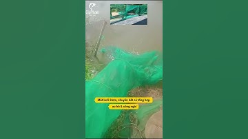 Khách Ở Hải Dương Chia Sẻ Thực Tế Đăng Chặn Sông 2m x 4m, Mắt 3mm – Thành Quả Đầy Xô Cá  #shorts
