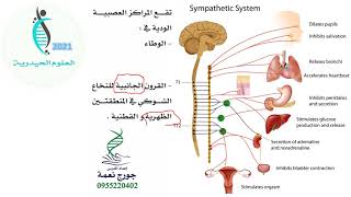 الدرس الثالث عصبية- الجهاز العصبي المحيطي-الاستاذ احمد حيدر الشيخ-العلوم الحيدرية