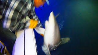 SHARK almost BIT MY FACE OFF!! Stone Crab/Squid Catch Clean and Cook