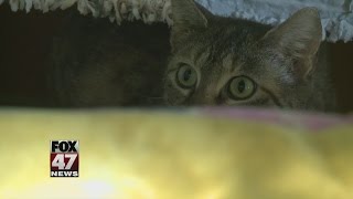 Facebook trend could put pets at risk