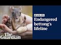 Critically endangered bettongs thrive in South Australia reserve after local extinction