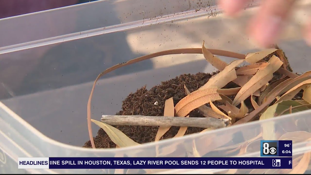 'Big changes start small,' Las Vegas teens host composting camp