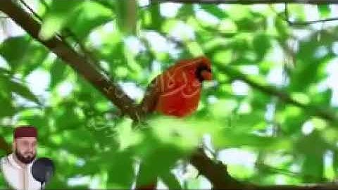 سورة البقرة كاملة للقارئ الشيخ سعد فريجة