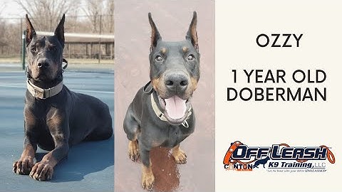 Ozzy | 1 Year Old Doberman | Off Leash Obedience | E-Collar Training