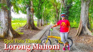 Spot Foto Eksotis Lorong Mahoni Purworejo