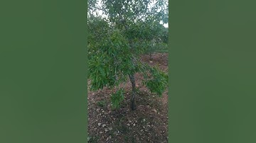 تلاوة جميلة من سورة يوسف بصوت الشيخ جهاد صلاح الدين أبو المقداد القريوتي -نابلس -فلسطين