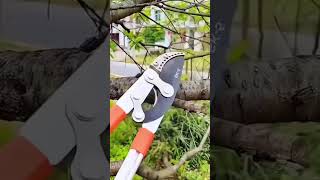 How to Prune Tree Branches Properly with Telescopic Loppers 🌳✂️! #shorts