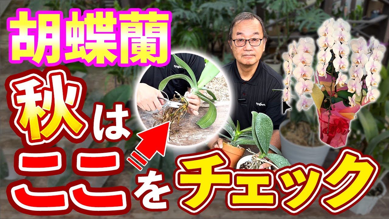胡蝶蘭】株が危ない！？今すぐやるべき、秋の株のチェックと植え替え