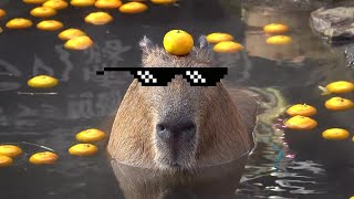 Top 5 Capybara