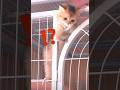 Cute Art Cat Studywithmeandmycat Explore Kitten Funny Animation Monkey Drawing Cute Art Cat Studywithmeandmycat Explore Kitten Funny Animation Monkey Drawing