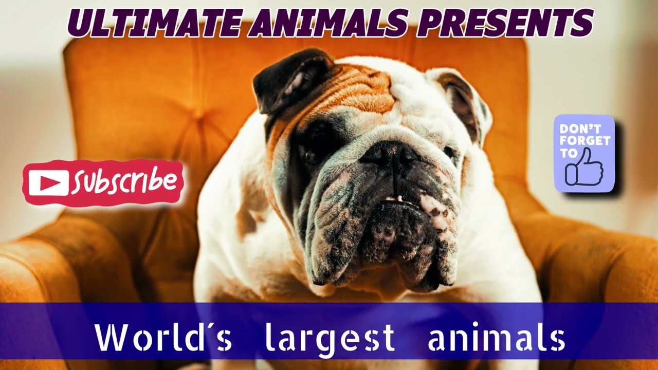 Top 5 largest animals