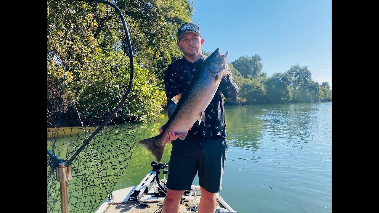 Salmon Limit on the Mokelumne River Salmon Jumps into Boat YouTube