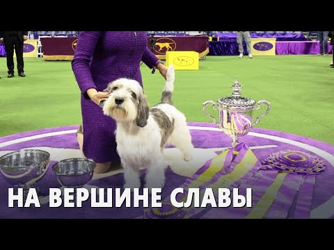 Лучший из лучших: определился победитель престижного Вестминстерского дог-шоу
