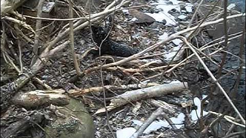 Huge mink - mink box set