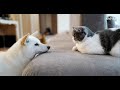 다 큰 먼치킨고양이와 다 큰 시바견이 합사를 하면 생기는 일 feat. 한식 파인 다이닝 '주옥' (petlog27)
