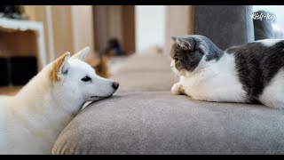 Совместная жизнь выросших кошки и собаки Сиба-ину feat. обед в ресторане корейской кухни (petlog 27)