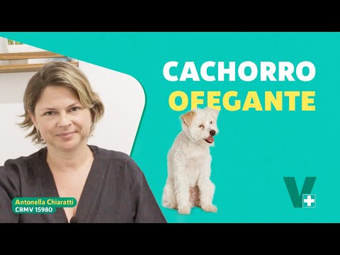 Vídeo: Raças de Gato 
