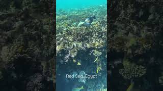 Blue spotted stingray. Red Sea, Sharm-El-Sheikh, Egypt. Snorkling