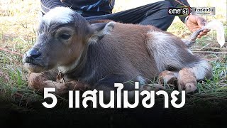 ฮือฮา!'พญาควาย' มาเกิด เจ้าของเมินเงินสด 5 แสน | เช้าวันใหม่ | ข่าวช่องวัน