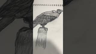 Vulture | Birds of Prey sketch #drawing #easydrawing #art #quickdrawing
