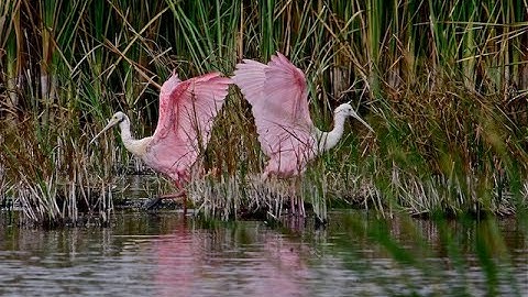 Gulf Coast Birds