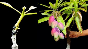 Mango tree V Grafting Technique With Result (100% Success) #Grafting #Mangografting