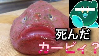 死んだカービィみたいな魚を捌いてみた！《ミドリフサアンコウ》