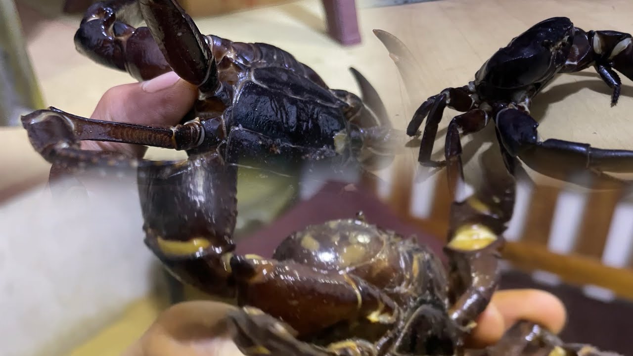 CHakâi chhit hmuhnawm