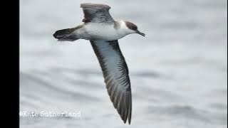 Great Shearwater