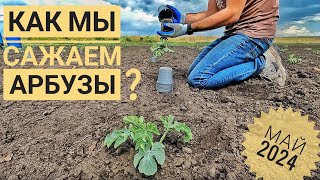 Как мы САЖАЕМ АРБУЗЫ??? (в мае)