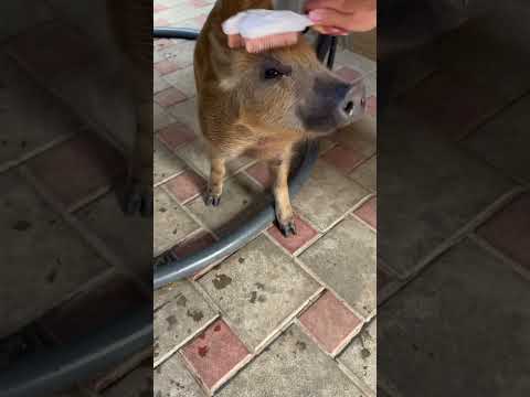 Тут мы кайфуем)До конца 😂 #hunting #животные #лесной #кабан #собака #animals #labrador #собаки