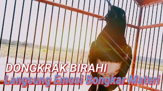 Suara Kacer DONGKRAK Birahi pancing EMOSI Kacer agar cepat gacor bongkar materi