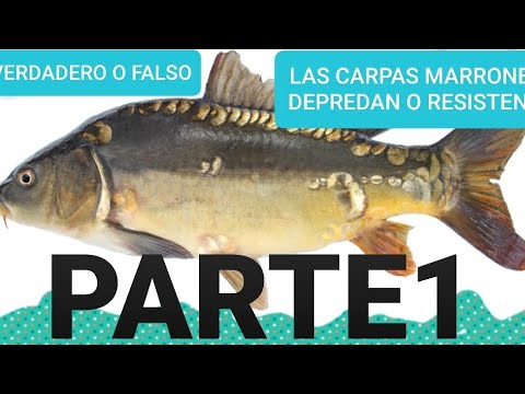 Video: Carpa - un pez con una disposición cautelosa