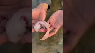 Аксолотль. Ожоги от рук у аксолотля #аксолотль #ожогуаксолотля #animals #axolotl