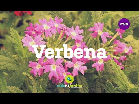 Vídeo: Anual vs. Verbena Perene - Quanto tempo a Verbena dura no jardim