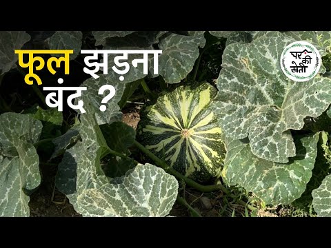 RESULTS 😱💯फूल झड़ना बंद हुआ क्या इस तकनीक से ?