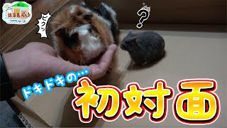 【初対面】モンちゃんと忍ちゃん！！仲良しになる？！