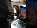 This Dinosaur Looks Strangely Familiar…
