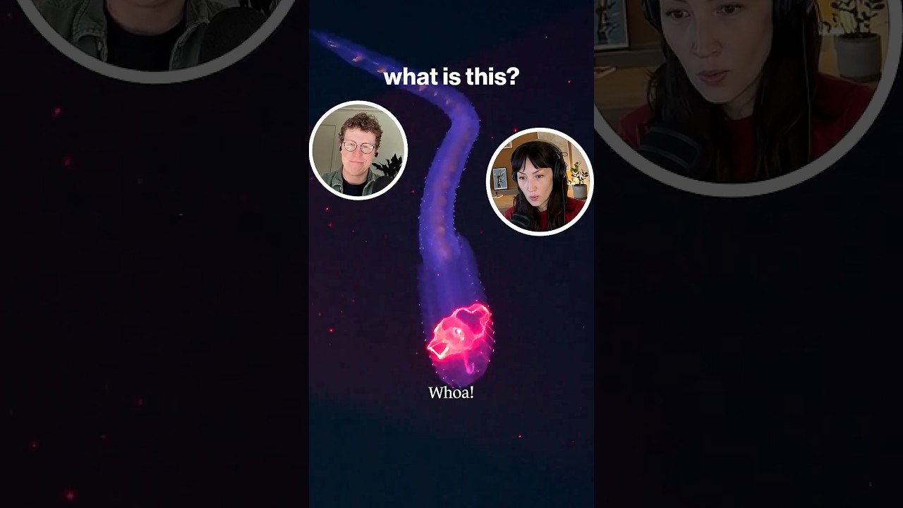 A mysterious sea creature ...