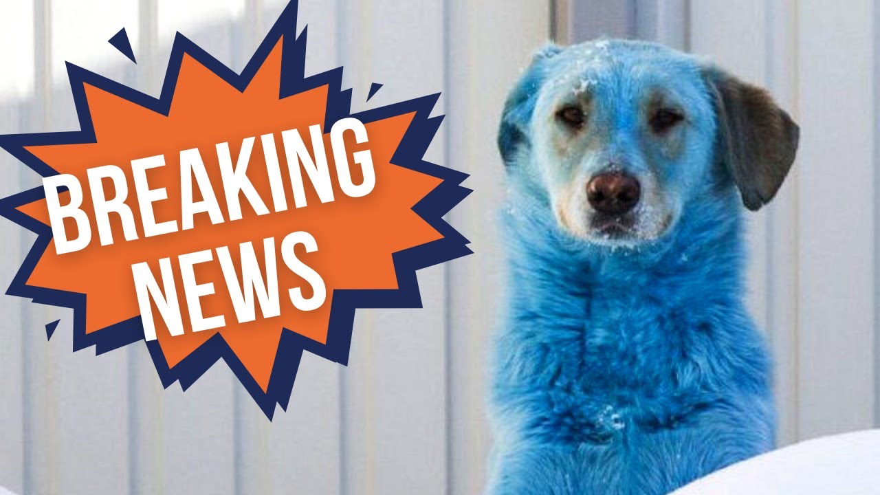 ??СИНИЕ СОБАКИ из Дзержинска - (ЧИТАЕМ НОВОСТЬ НА АНГЛИЙСКОМ ЯЗЫКЕ ...