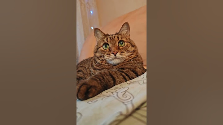 Ссора с женой 🙀🤔😉🤣 #cat #юмор #кот #котушка #цитаты #приколы