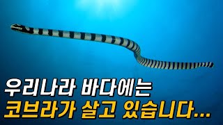 당신이 몰랐던 바다뱀에 대한 5가지 기묘한 사실! (ft.바다뱀의 진화와 생태)