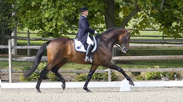 Sir Sinclair, Keur (Lord Sinclair x Flemmingh, Pref. x Le Mexico, Keur) at Iron Spring Farm