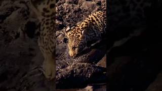 Leopard Catch fish.