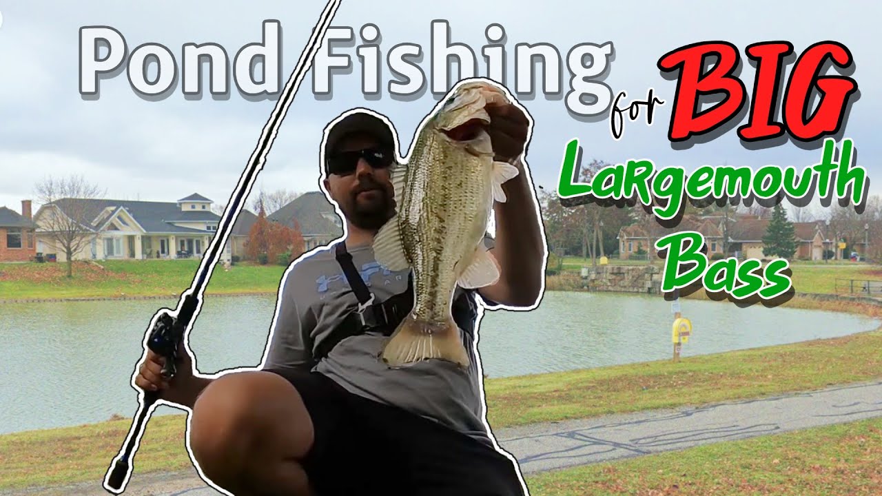Pond bassin for BIG Largemouth Bass