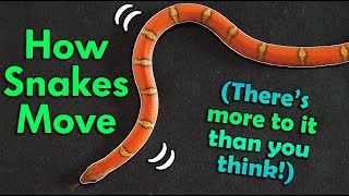 How Snakes Move! (They don't just slither!)