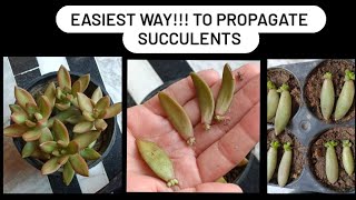EASIEST WAY !TO PROPAGATE SUCCULENTS #shorts #succulents #youtubeshorts #youtuber #shortvideo #short