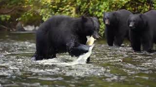 Approaching a bear eating is a bad idea! Think twice! HD 1080p