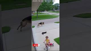 HeroCat saved the Baby from Danger 👶⚡ | Rescue Aura Thriller Shorts #trending #cat #baby #ytshorts